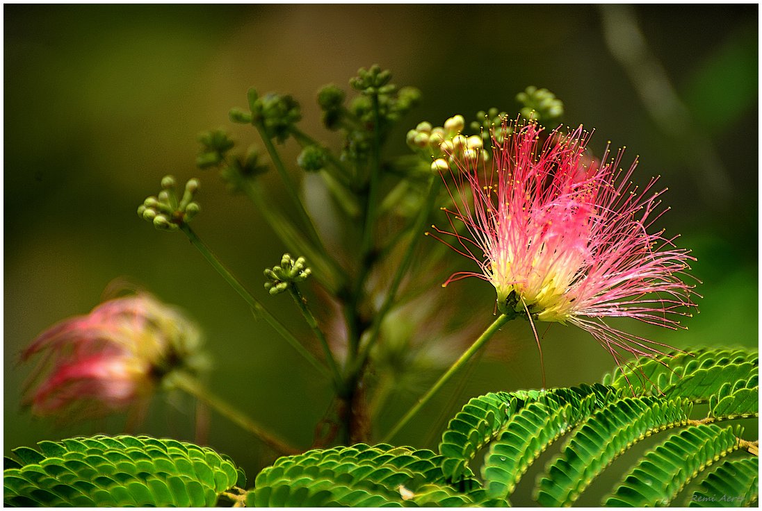 photo "***" tags: nature, macro and close-up, fragment, 