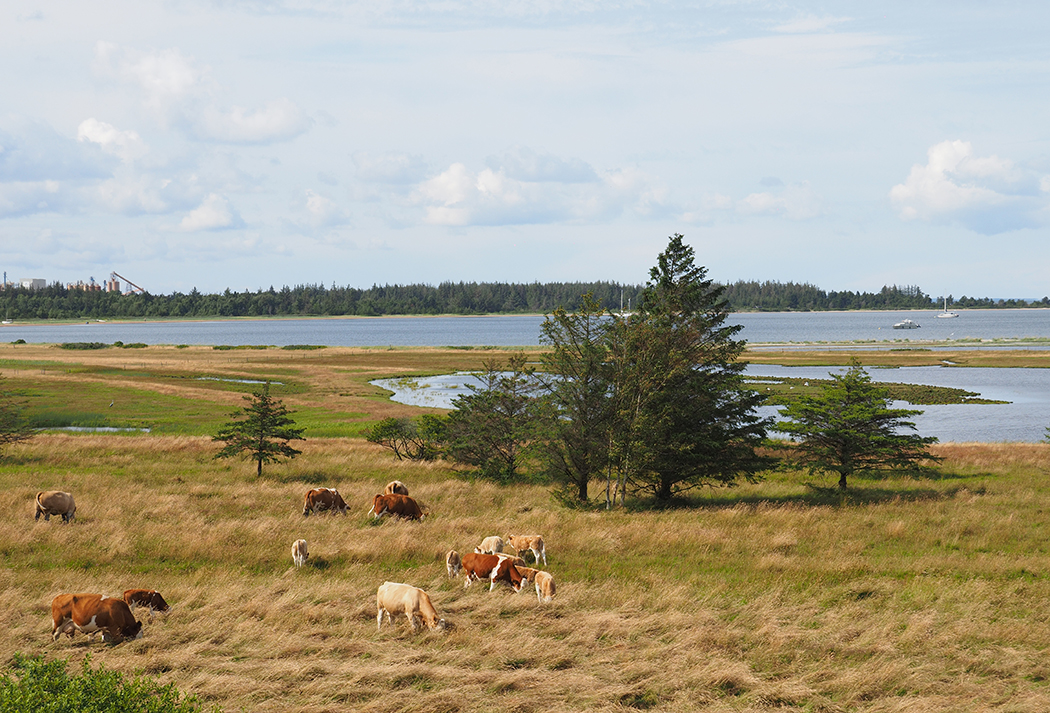 photo "Summer calm caddle" tags: nature, travel, reporting, 