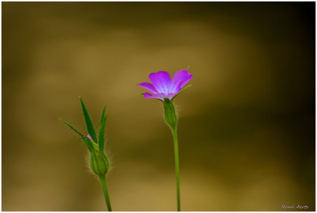 photo "***" tags: nature, macro and close-up, 