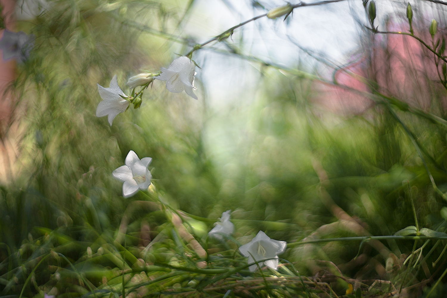 photo "***" tags: macro and close-up, nature, 