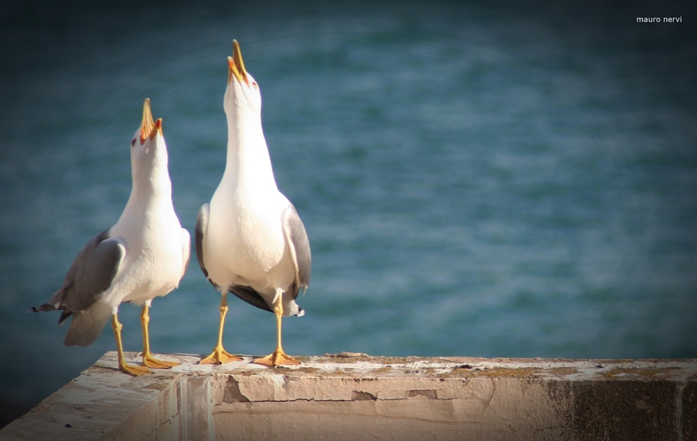 photo "in concert" tags: nature, 