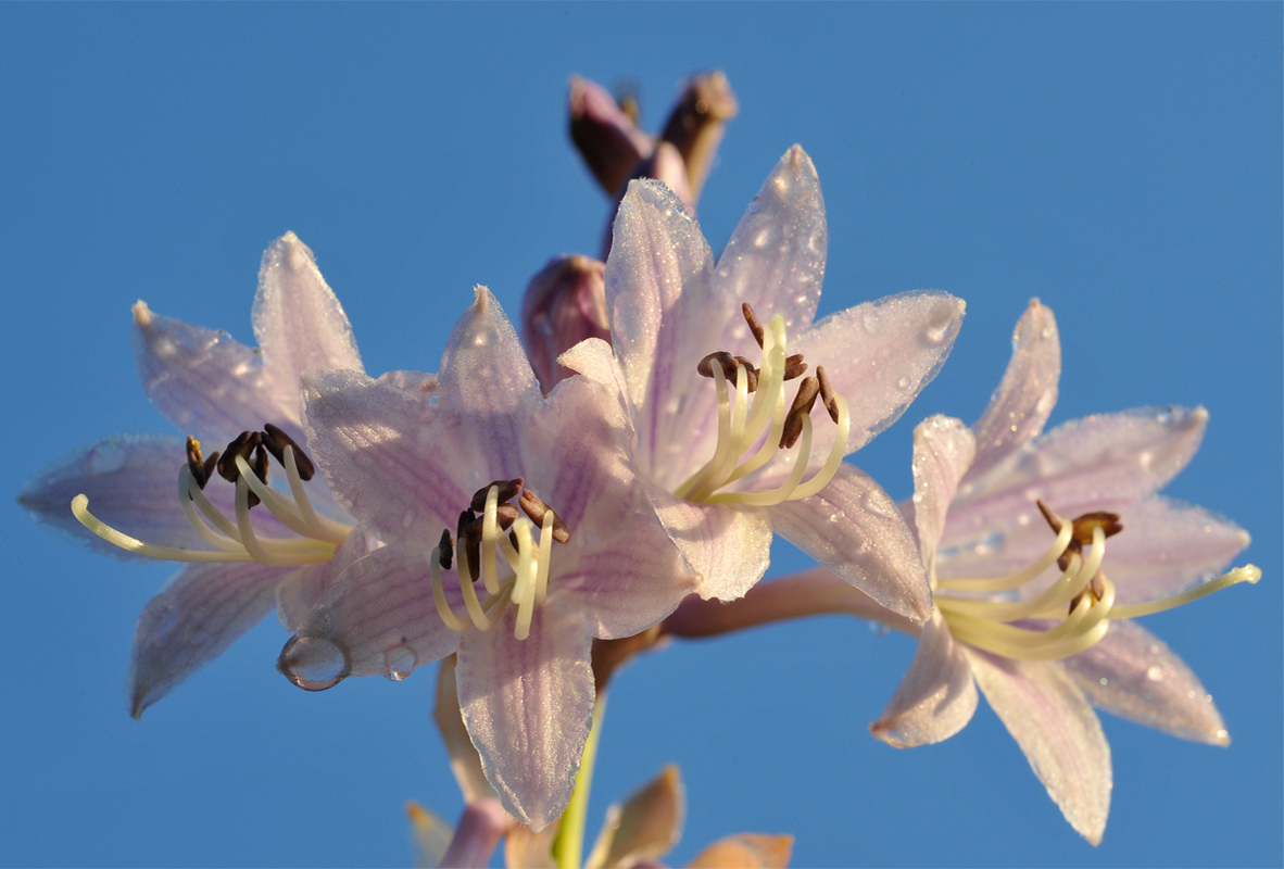 photo "***" tags: macro and close-up, flowers, summer