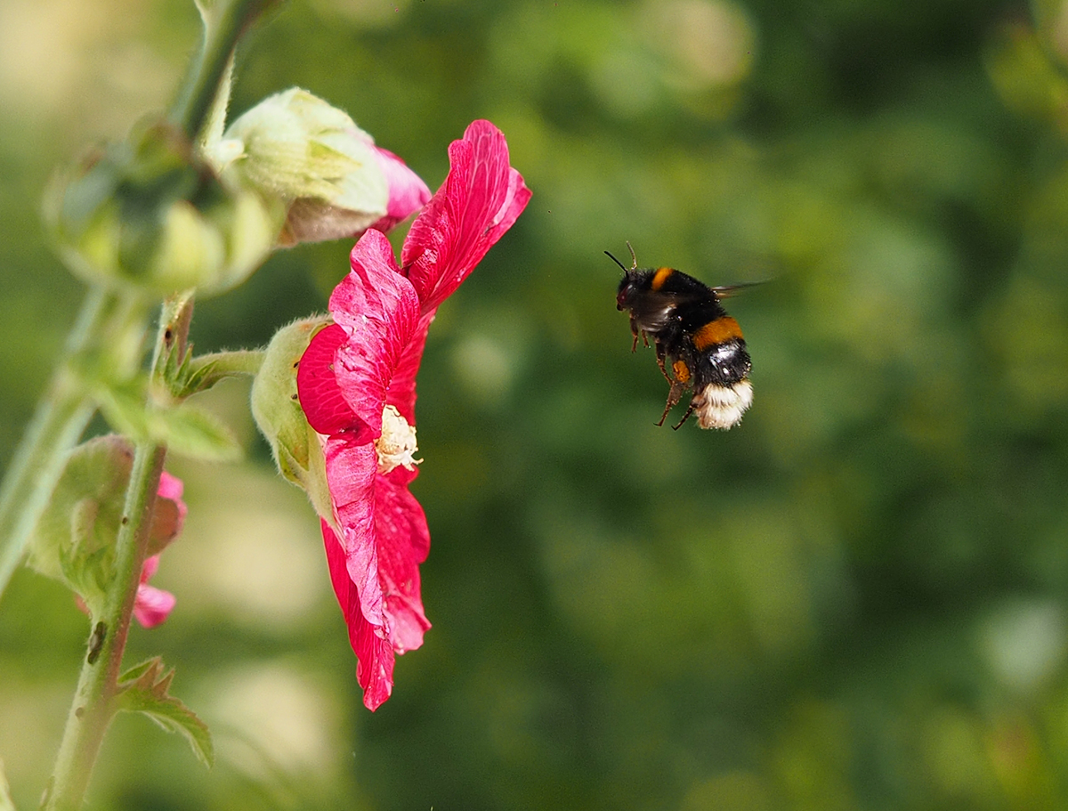 photo "In Flight II" tags: macro and close-up, nature, reporting, 