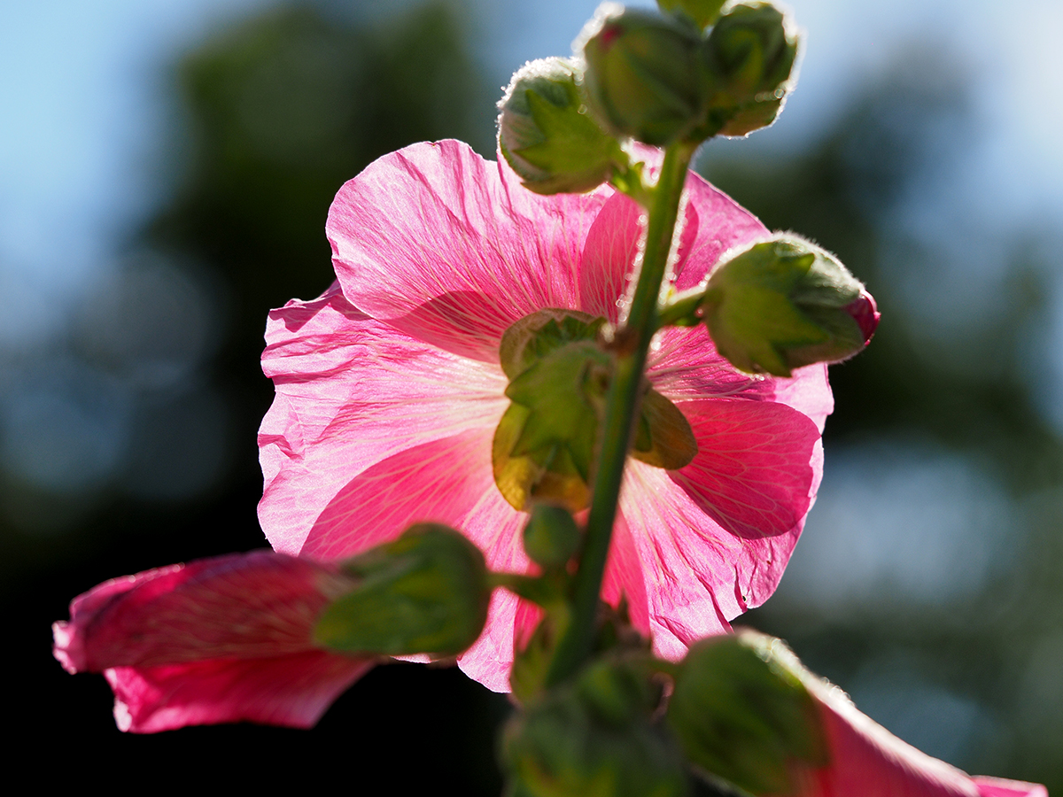 photo "Back Light" tags: macro and close-up, nature, reporting, 