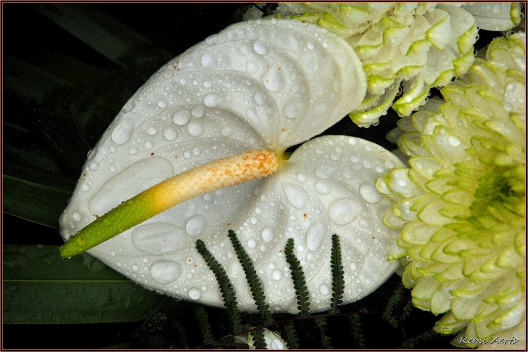 photo "***" tags: nature, fragment, macro and close-up, 