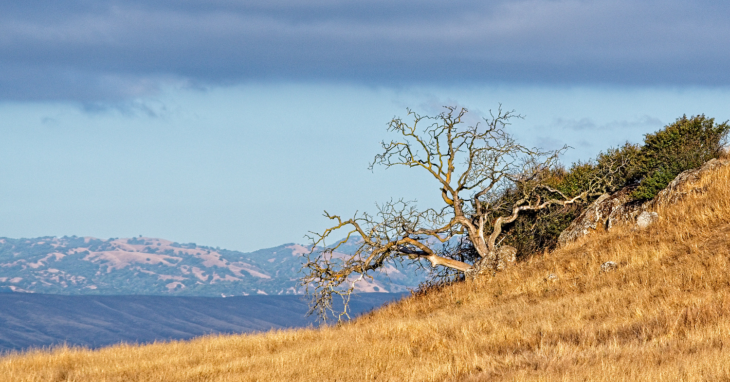 фото "Вид на горы." метки: пейзаж, Dry Tree View