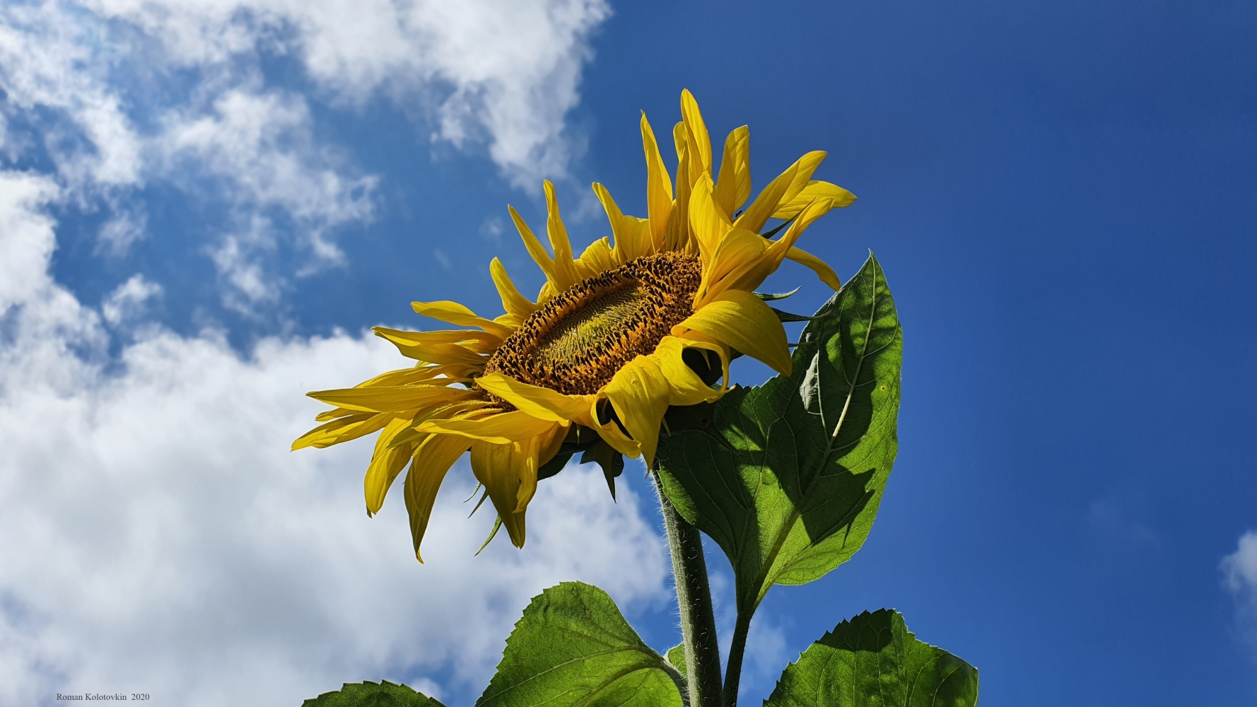 photo "RemGrand" tags: macro and close-up, RemGrand, sunflower