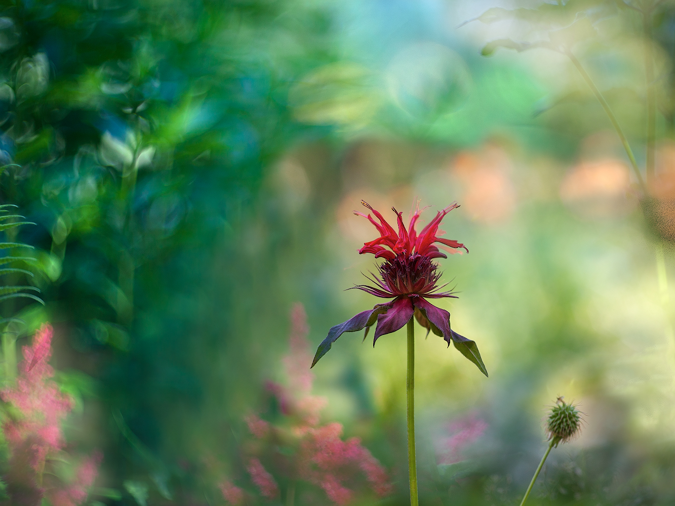 photo "***" tags: macro and close-up, nature, 