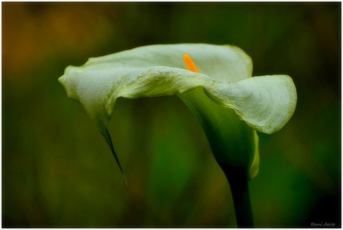 photo "***" tags: nature, macro and close-up, 