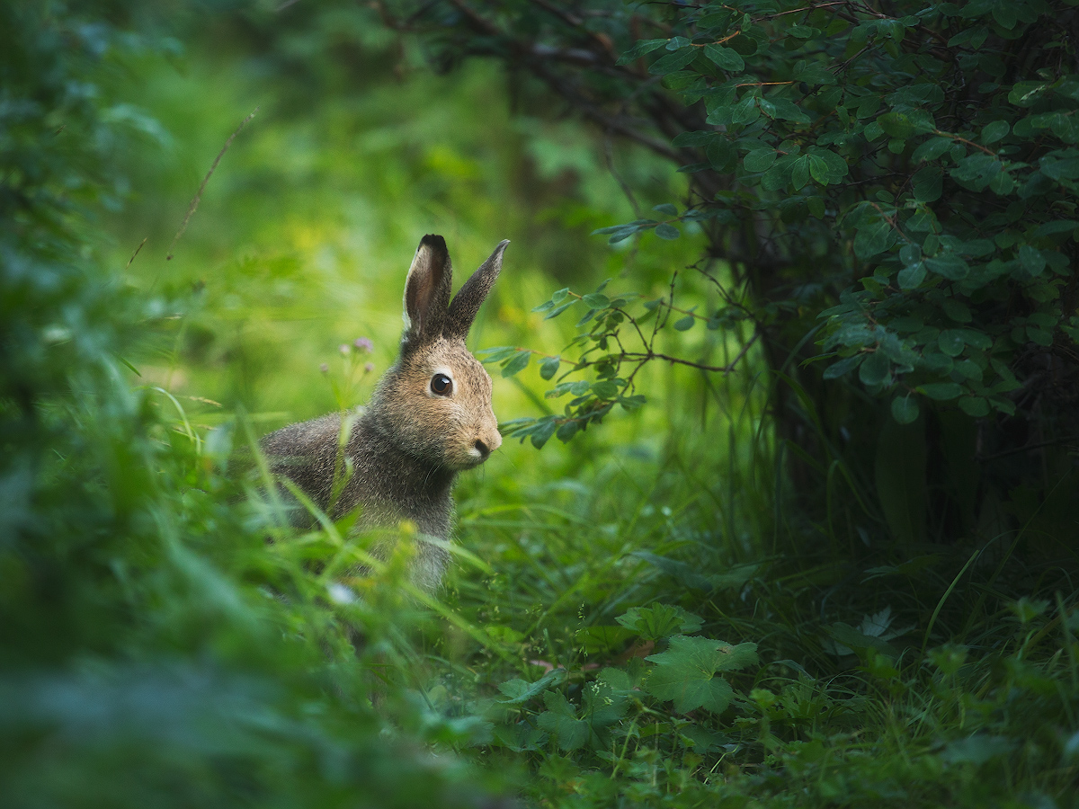 photo "***" tags: nature, forest, животные, заяц, фотоохота