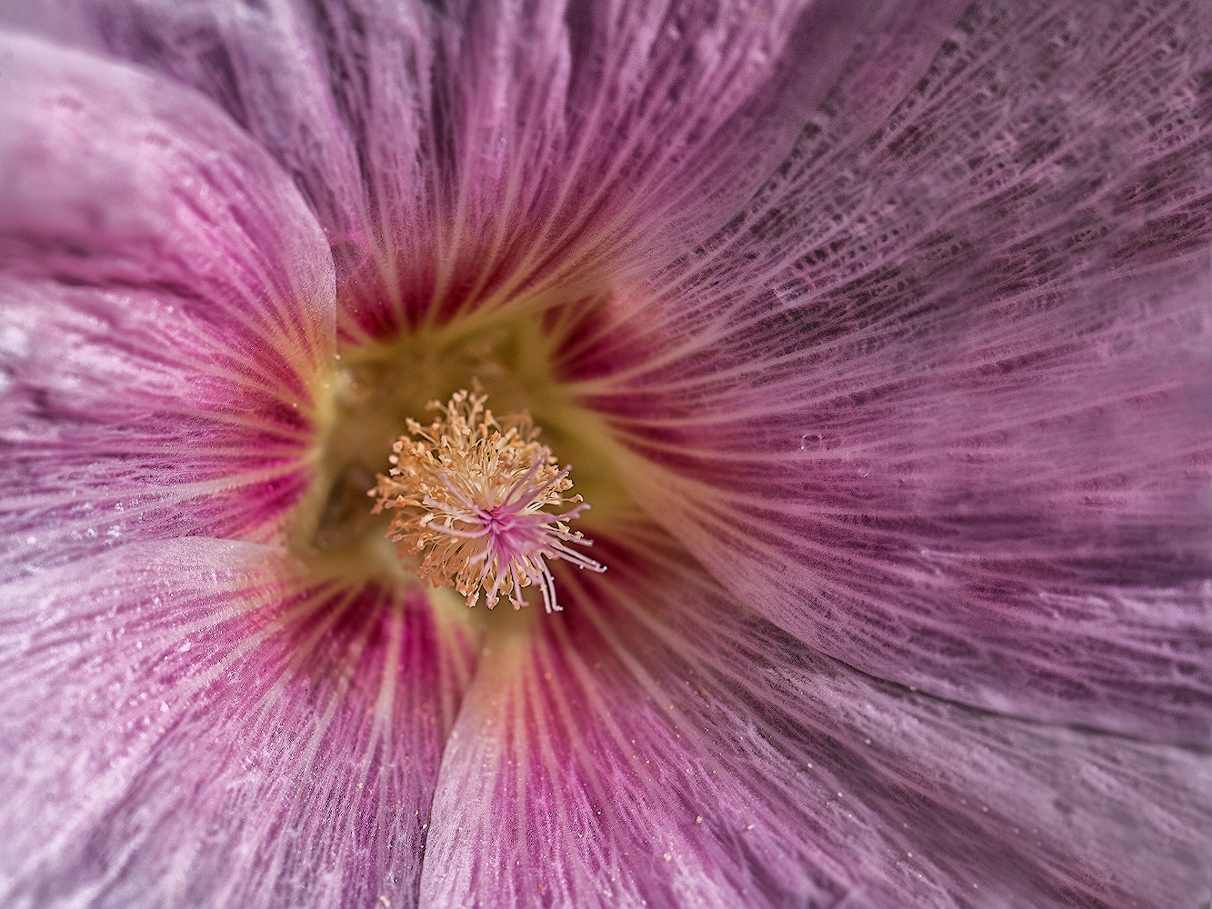 photo "***" tags: macro and close-up, 