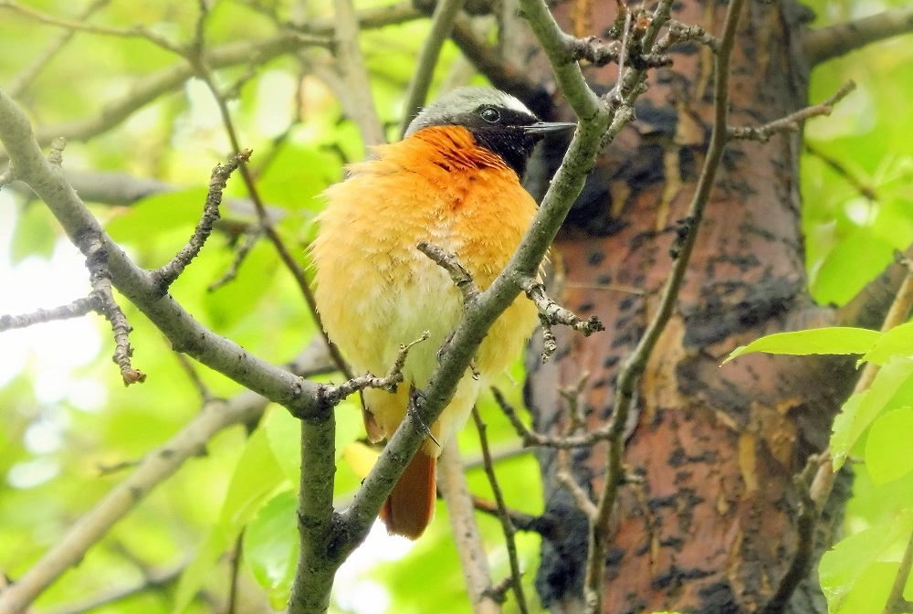 photo "***" tags: nature, macro and close-up, misc., bird, summer, горихвостка