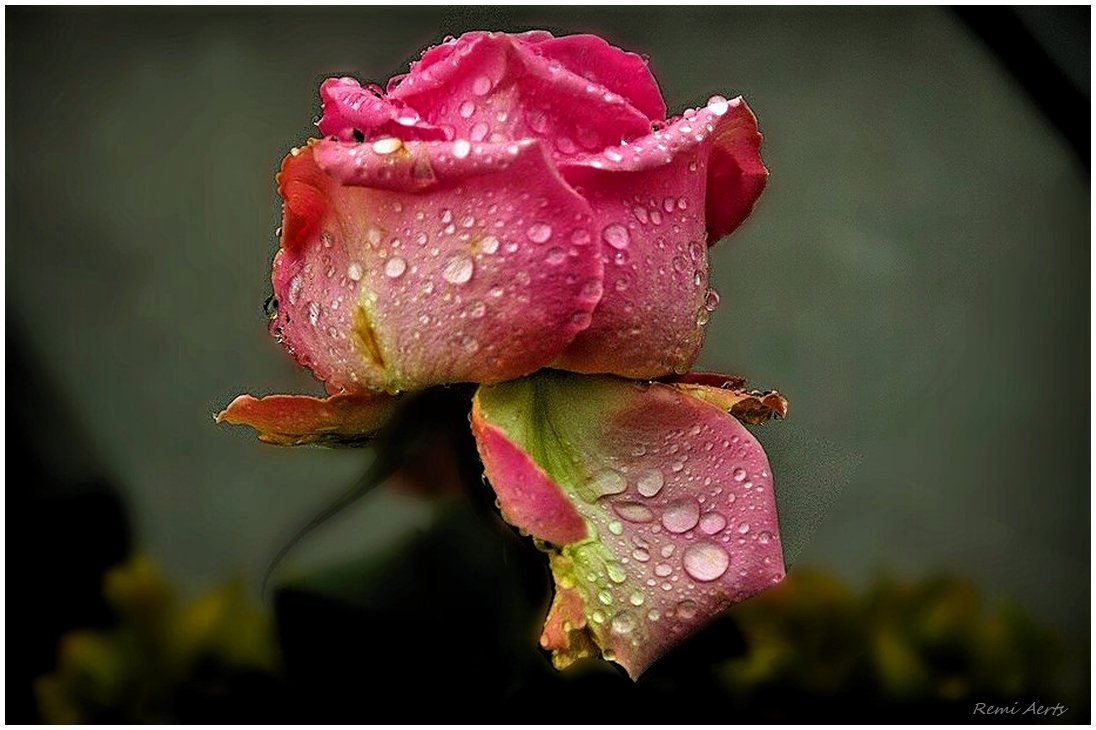 photo "***" tags: nature, macro and close-up, 
