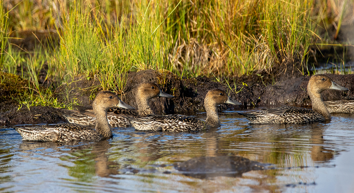 photo "family of Northern Pintails" tags: nature, bird, summer, water, wild animals, болото, птенец, утка, утята, фотоохота, шилохвость