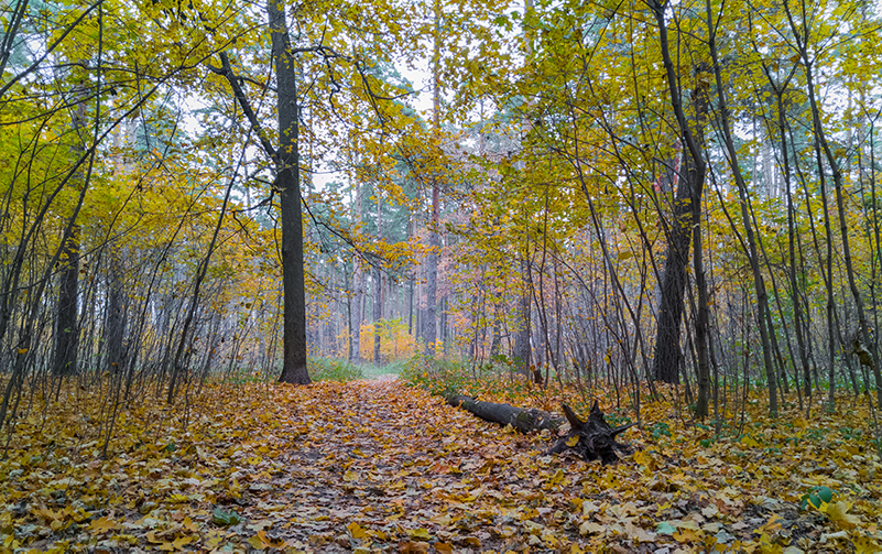 photo "***" tags: landscape, nature, 