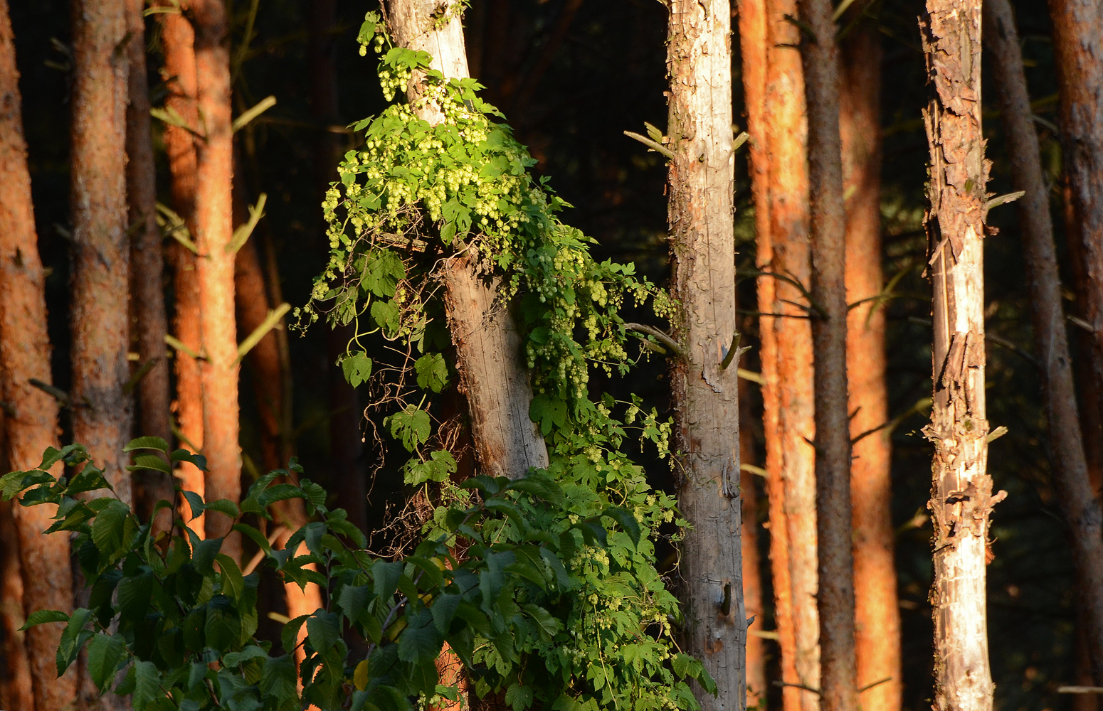 photo "***" tags: nature, forest, сосны, хмель