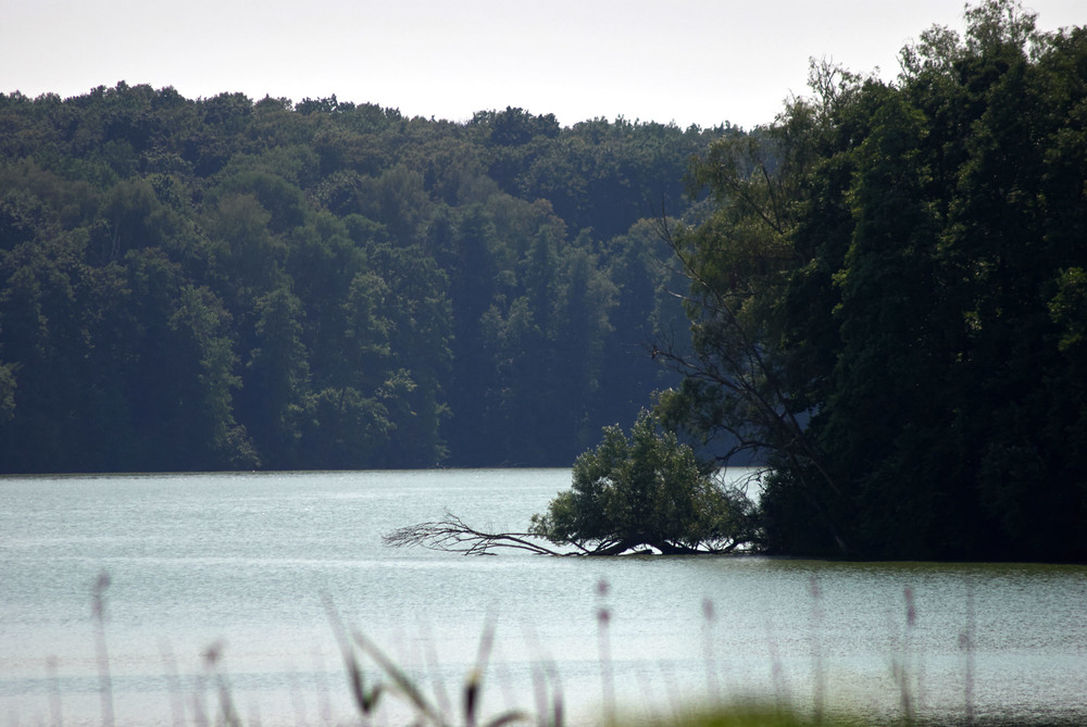 photo "с.Качановка. Майорское озеро." tags: travel, nature, landscape, lake, summer, даль, лето 2020, полесье, солнечно, у озера