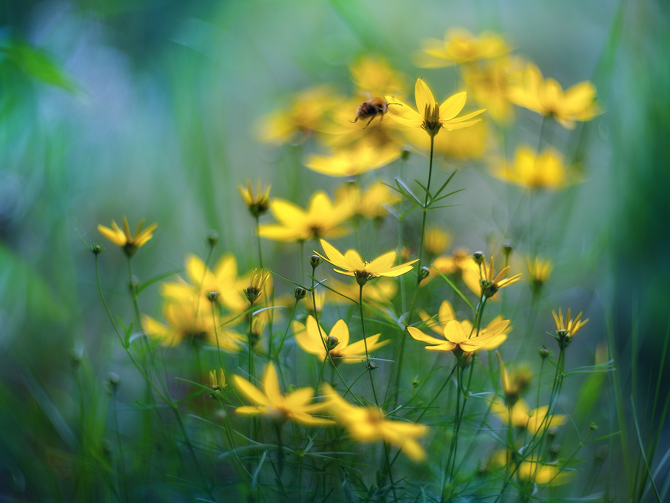 photo "***" tags: macro and close-up, 