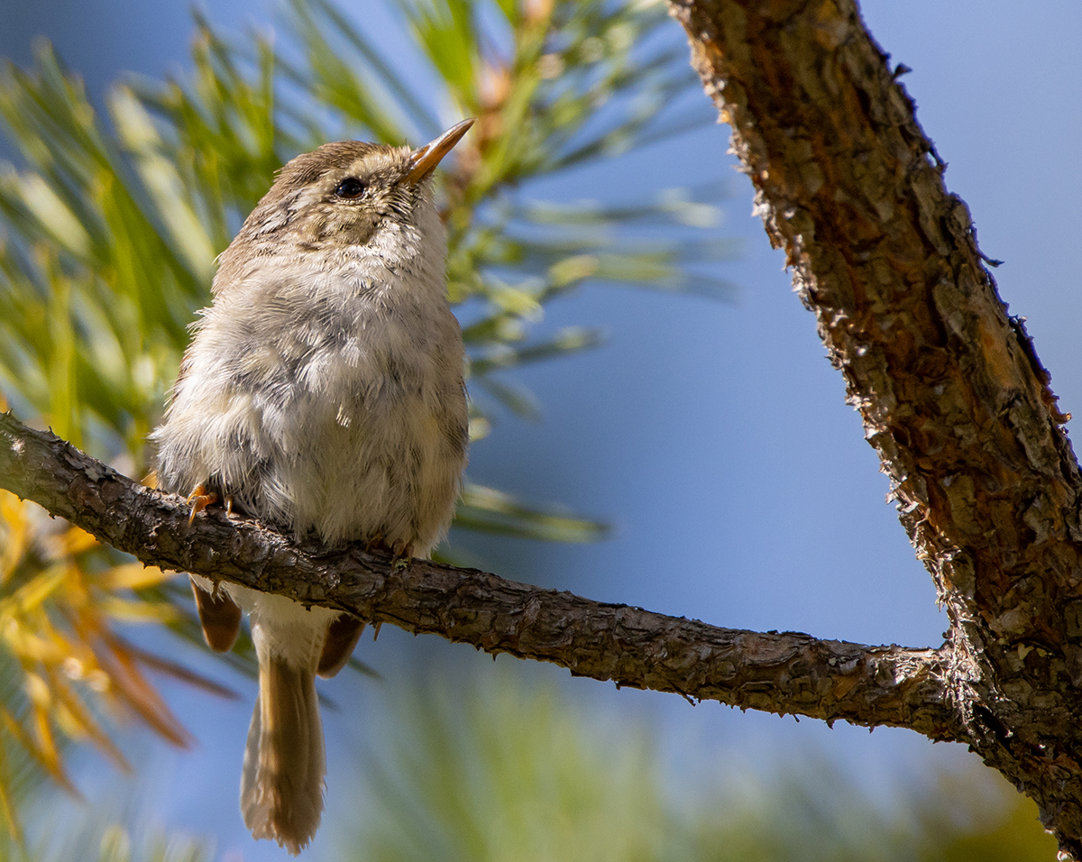 photo "***" tags: nature, portrait, macro and close-up, bird, forest, summer, taiga, wild animals, пеночка-зарничка, фауна