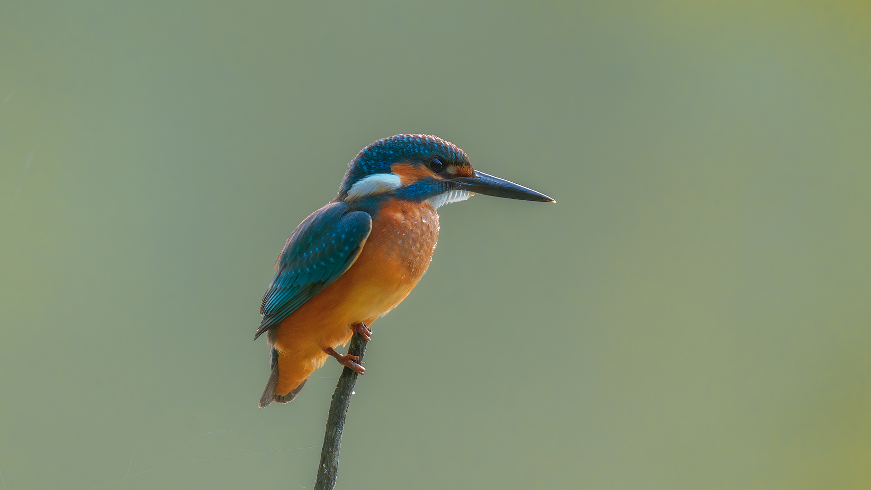 фото "Kingfisher" метки: природа, 