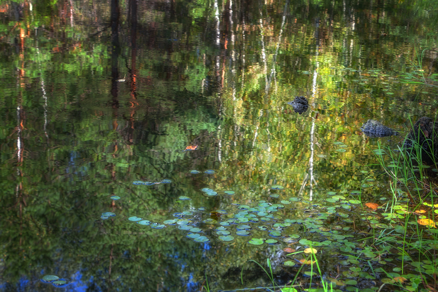 photo "***" tags: nature, 