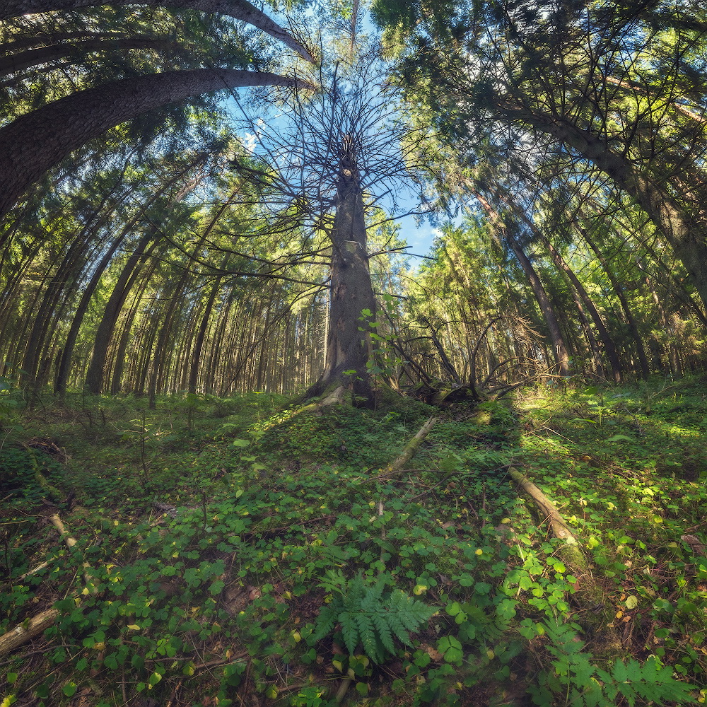 photo "***" tags: landscape, nature, panoramic, forest