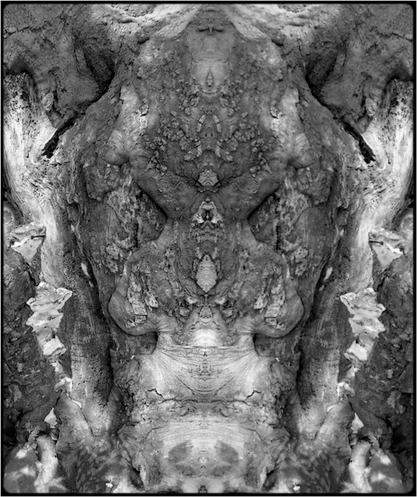 photo "devil's face" tags: digital art, macro and close-up, nature, bark, close-up, mirror, tree