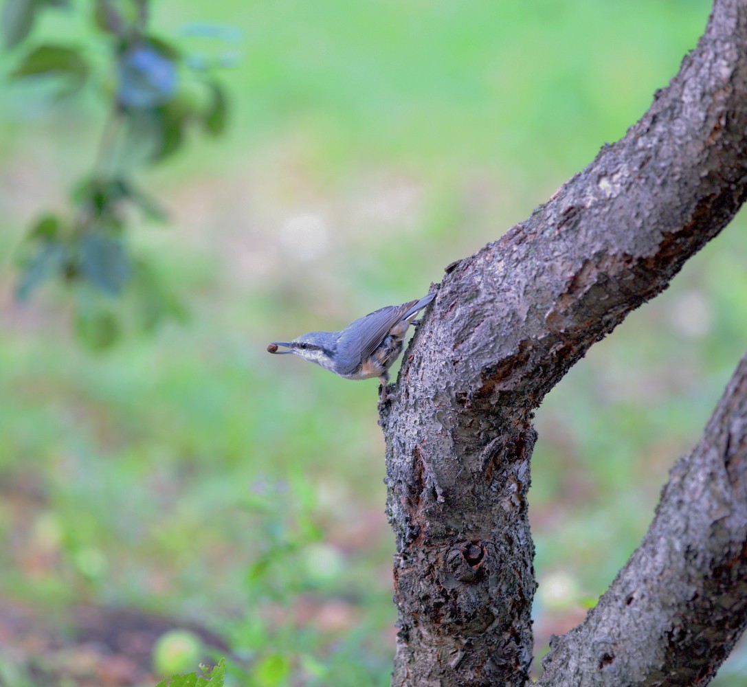 photo "Treat upside down" tags: nature, 