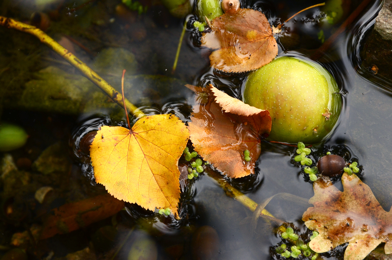 photo "***" tags: nature, rain, summer, water, листья