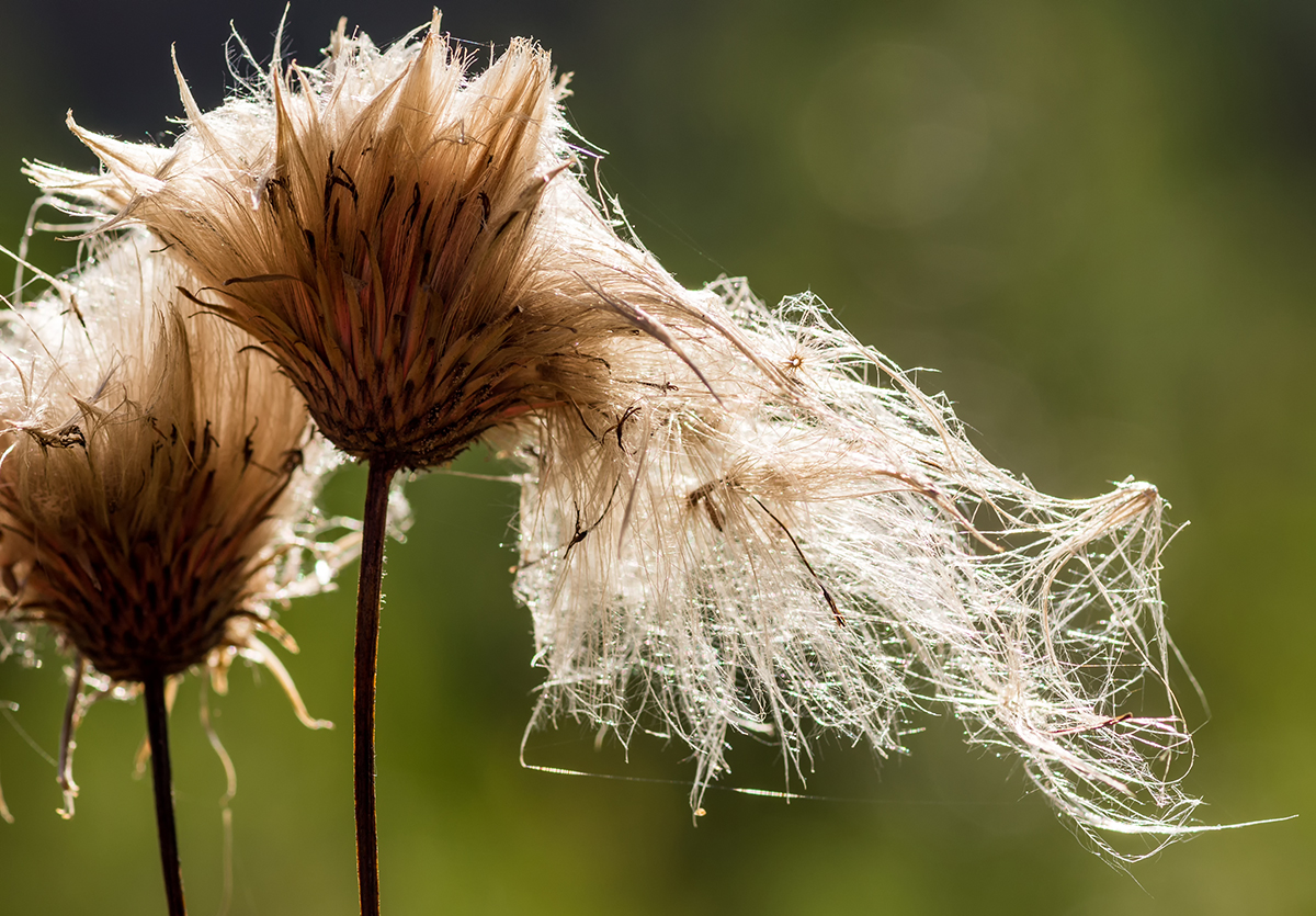 photo "***" tags: macro and close-up, 