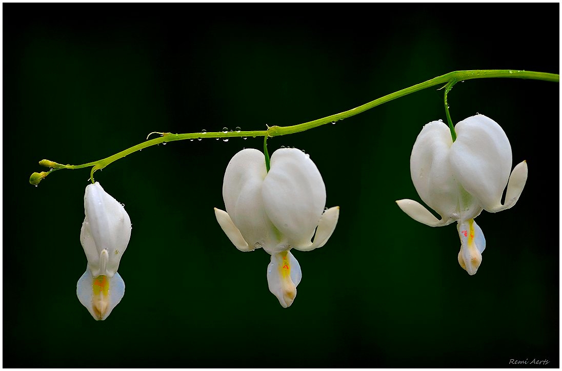 photo "***" tags: nature, macro and close-up, 