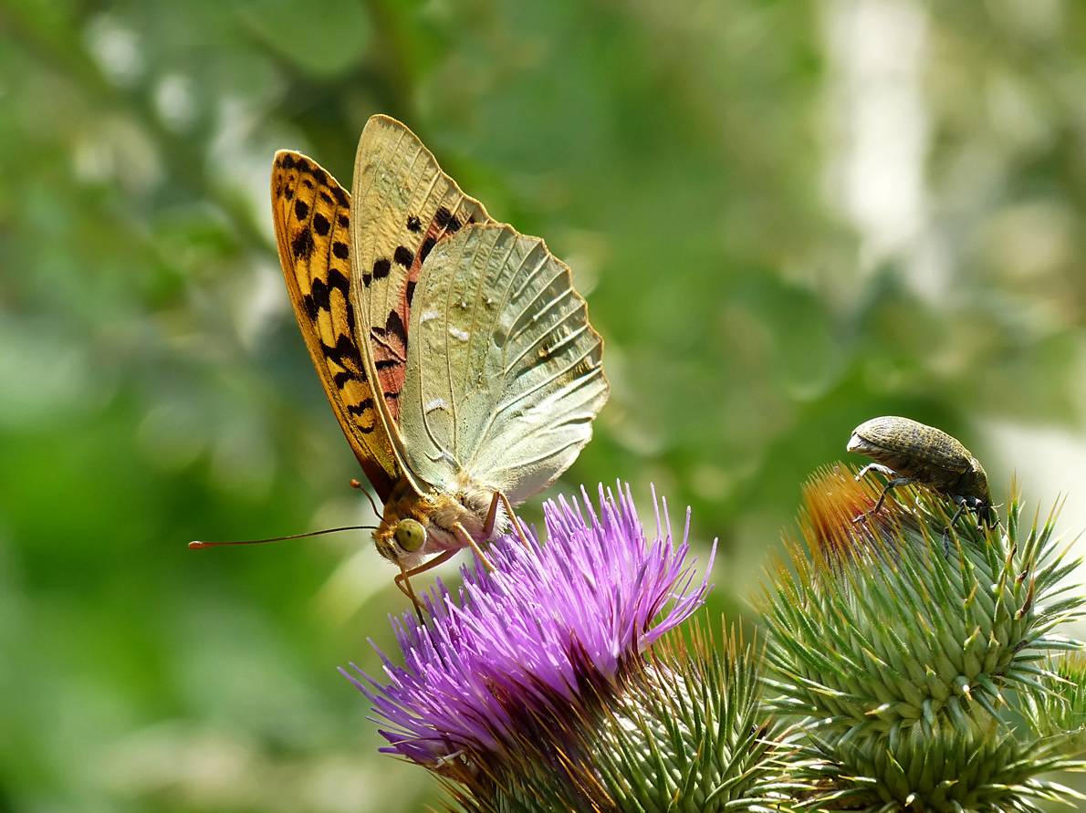 photo "***" tags: macro and close-up, 