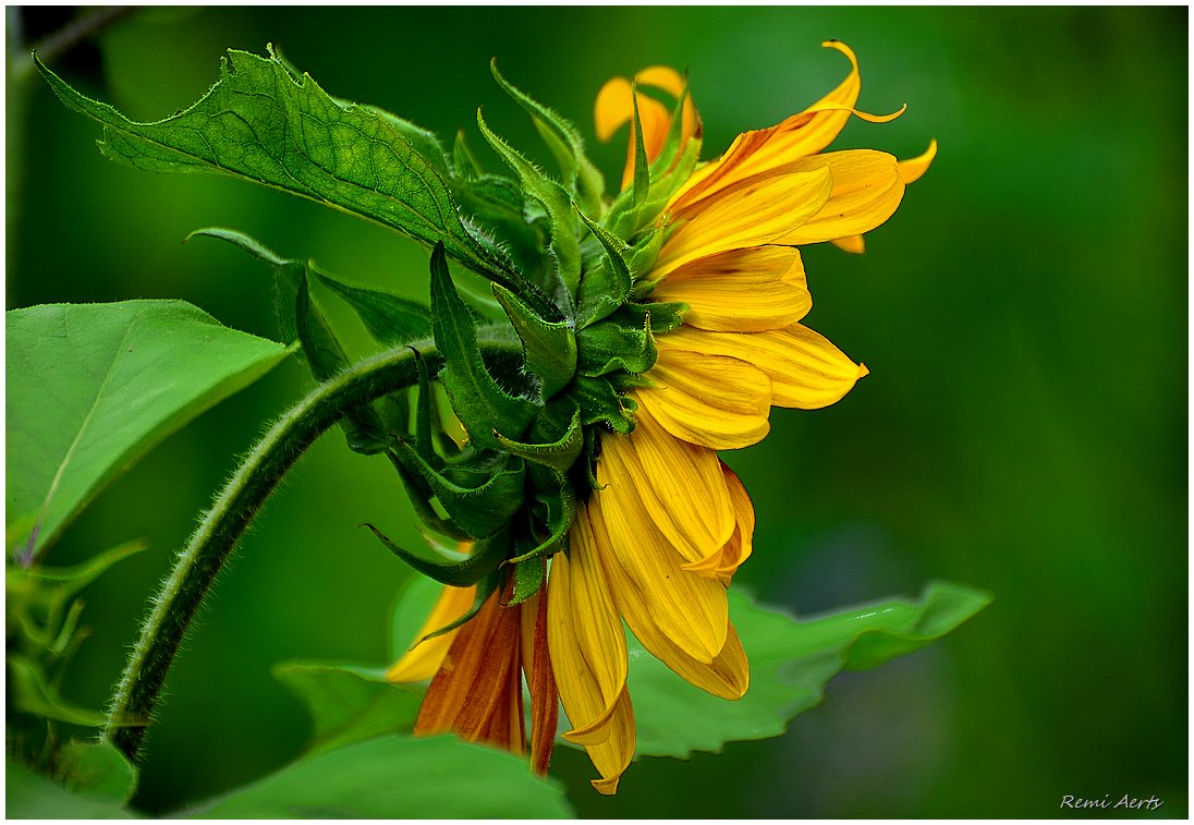 photo "***" tags: nature, macro and close-up, 