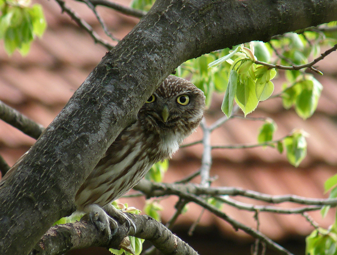 photo "***" tags: macro and close-up, wild animals