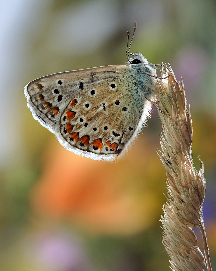 photo "***" tags: macro and close-up, 