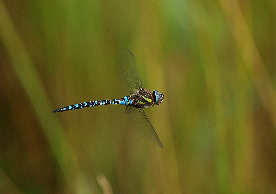 photo "Warming Up" tags: nature, macro and close-up, reporting, 