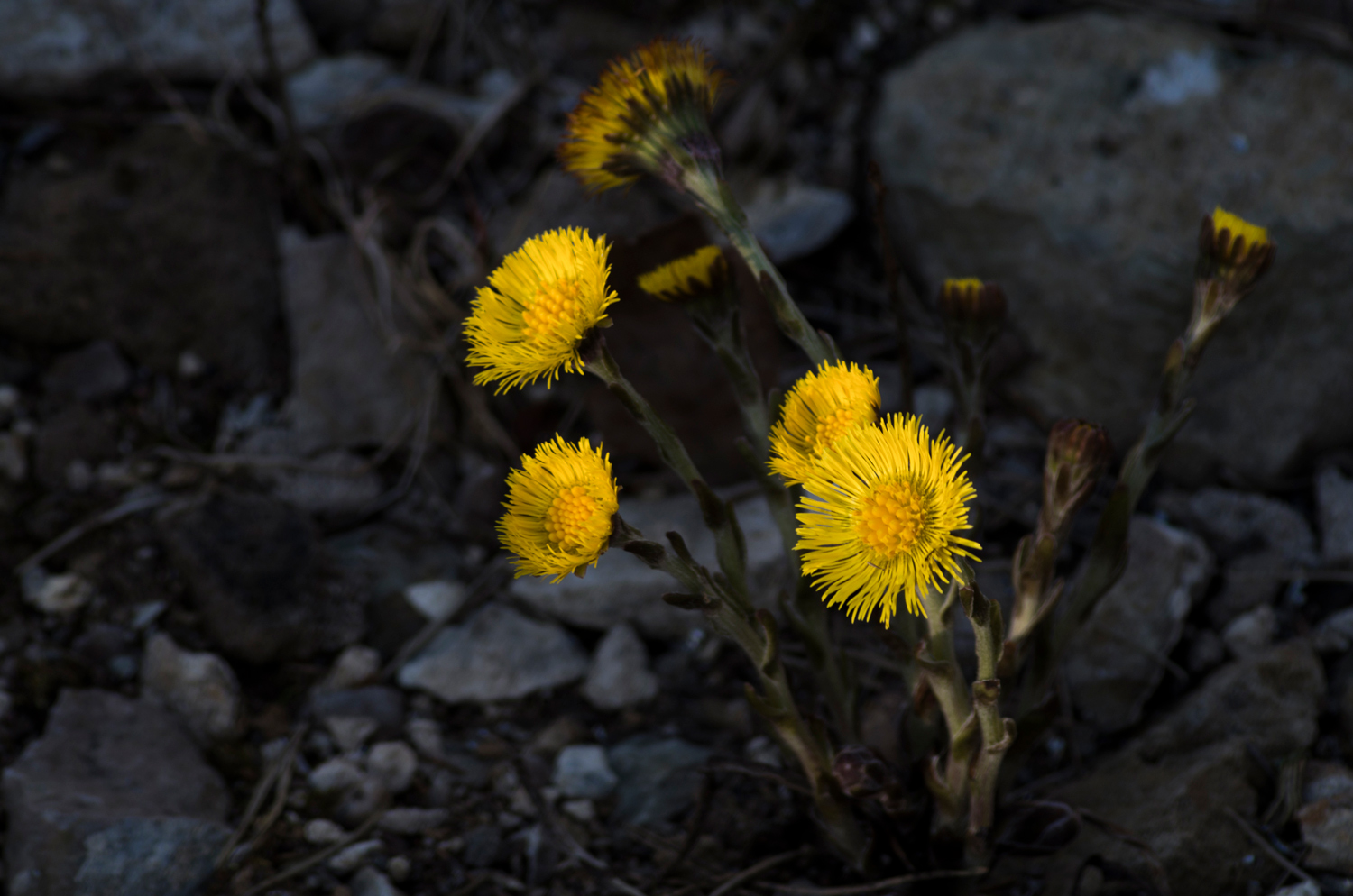 photo "***" tags: macro and close-up, nature, 