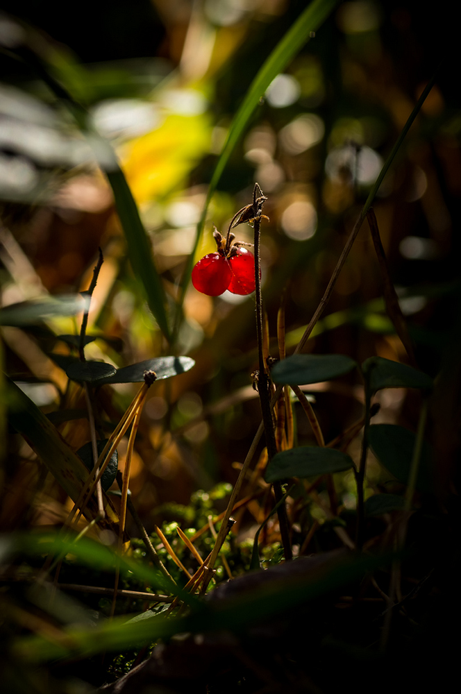 photo "***" tags: macro and close-up, 