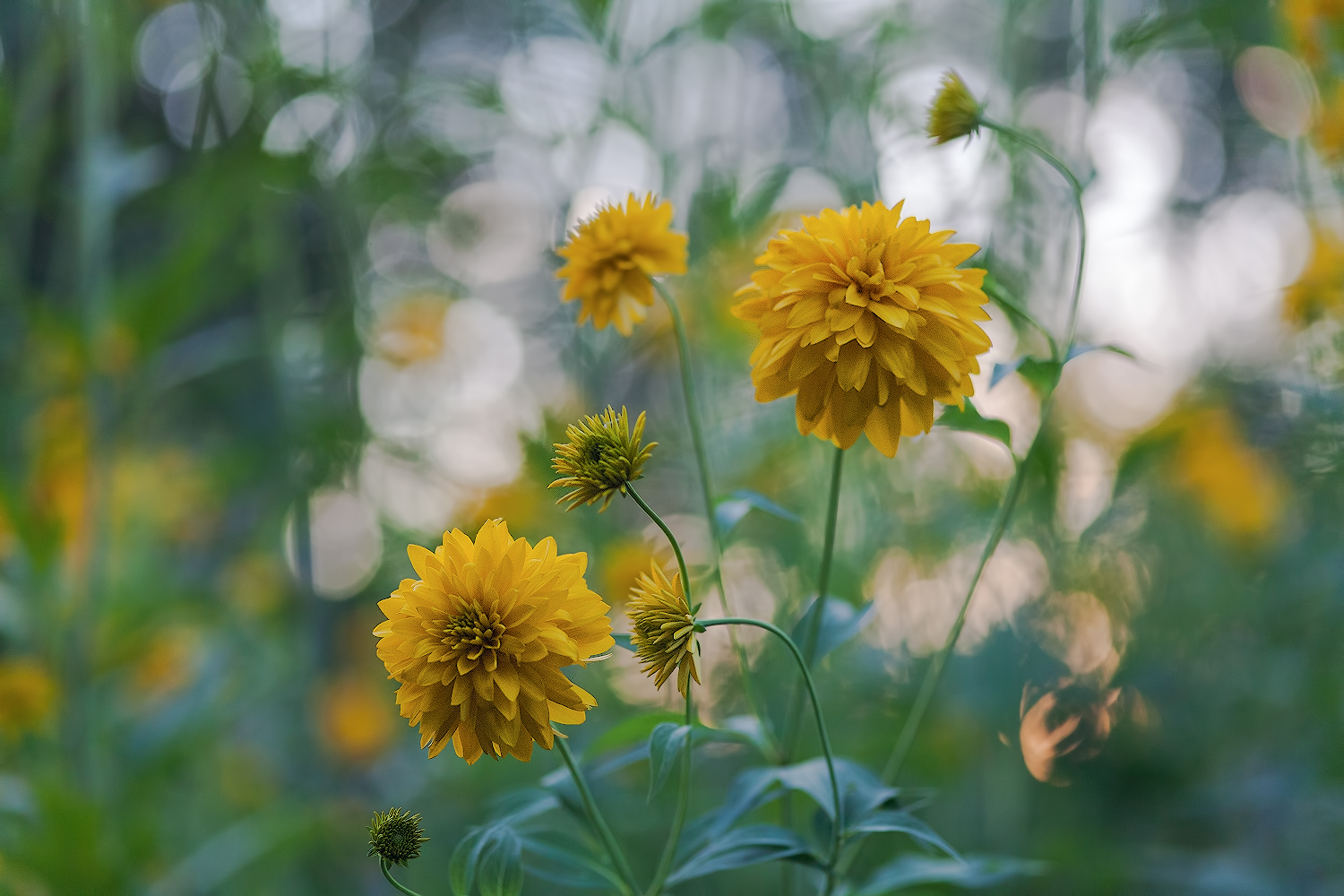 photo "***" tags: macro and close-up, 