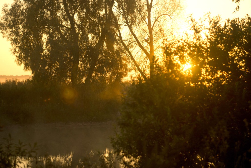 photo "***" tags: landscape, fog, lake, morning, summer, желтое, настроение, полесье, раннее утро, у озера