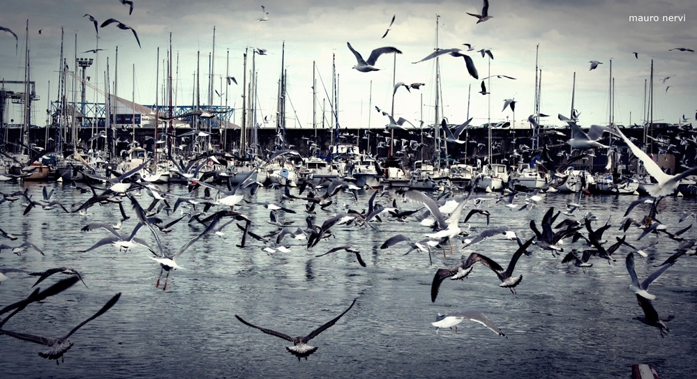 photo "seagulls" tags: landscape, 