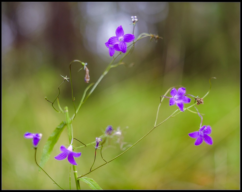 photo "***" tags: macro and close-up, 