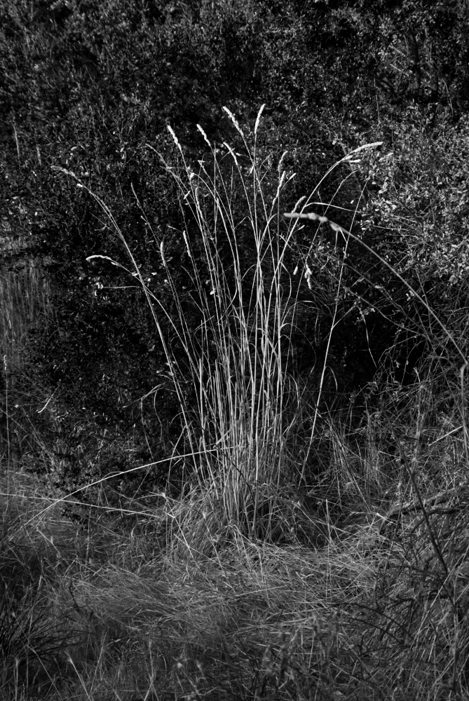 photo "***" tags: black&white, misc., Weeds