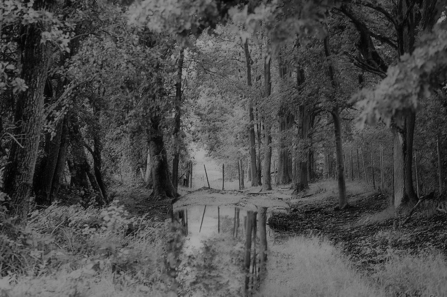 photo "***" tags: landscape, nature, black&white, 
