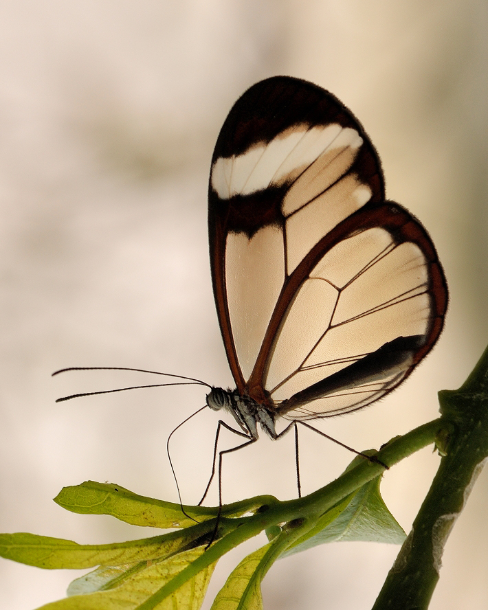 photo "***" tags: macro and close-up, 