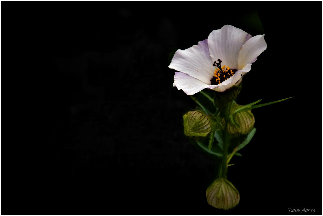 photo "***" tags: nature, macro and close-up, 