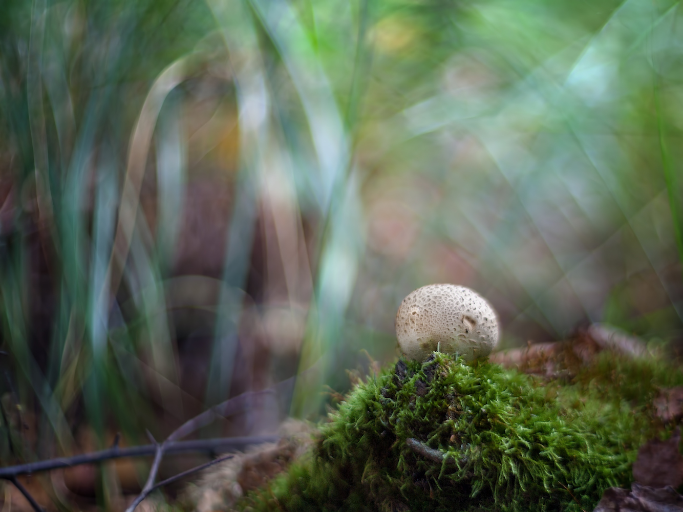 photo "***" tags: macro and close-up, 