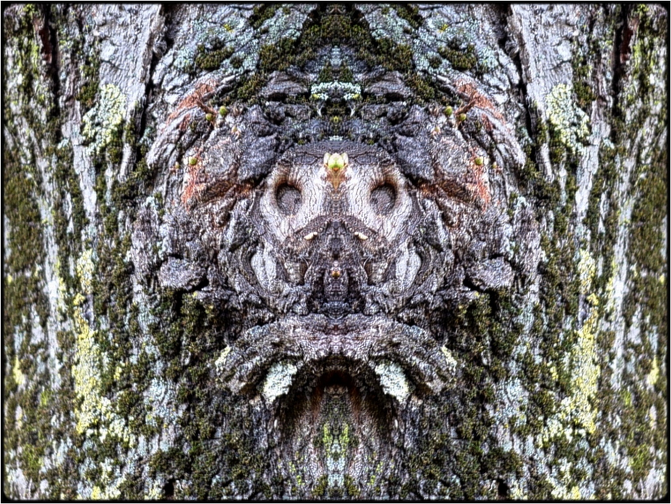 photo "little cross-eye" tags: digital art, nature, macro and close-up, bark, close-up, mirror