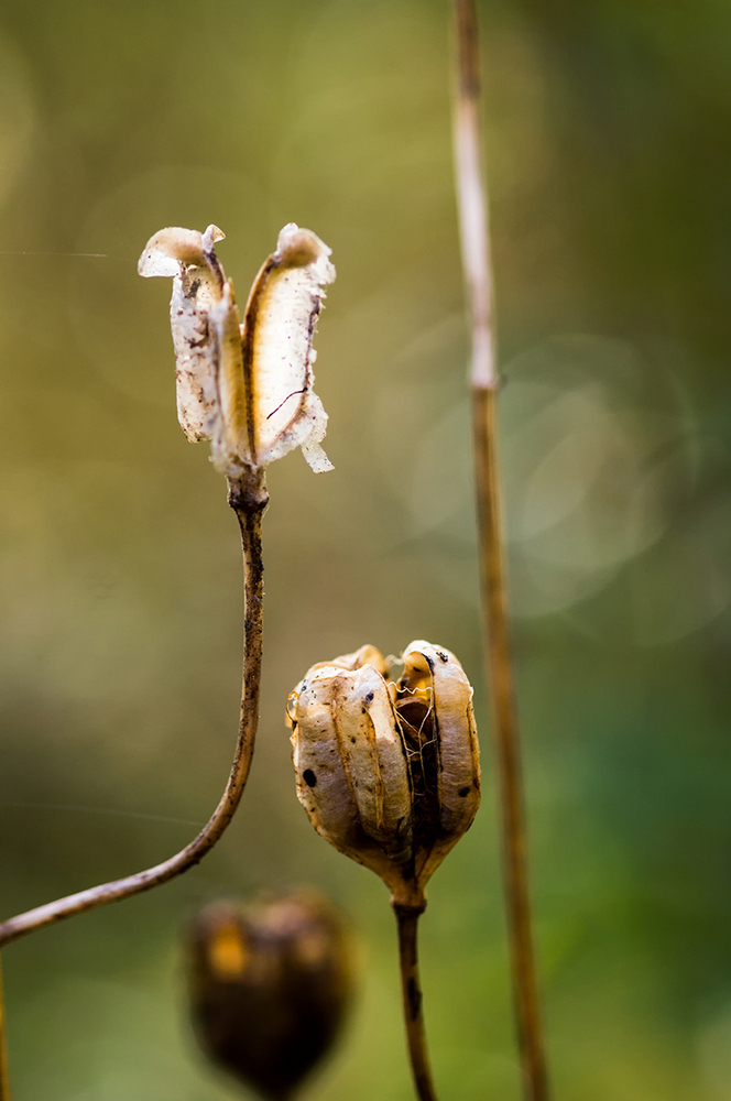 photo "***" tags: macro and close-up, 