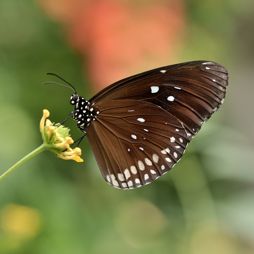 фото "Euploea core " метки: макро и крупный план, 